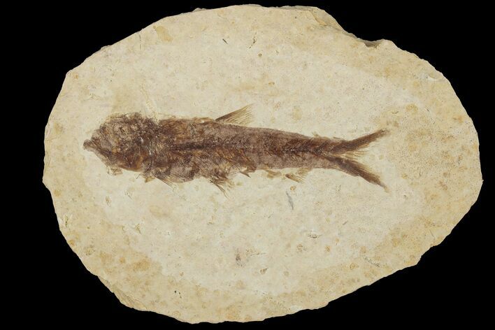 Fossil Fish (Knightia) With Floating Frame Case #181670